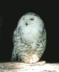 cute-snowy-owl